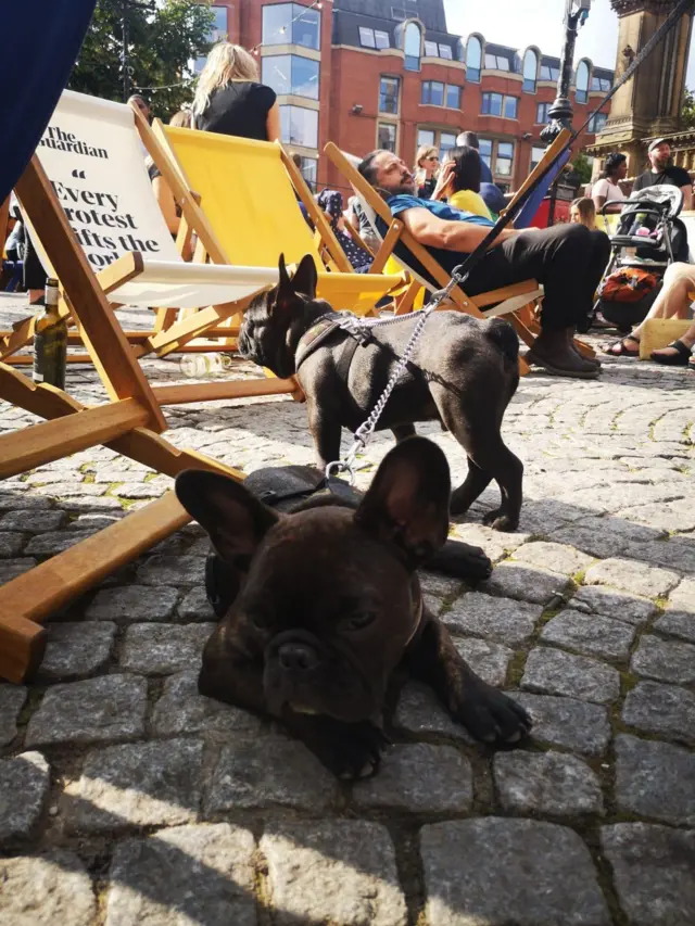 A good dog on Festival Square.