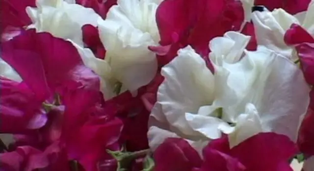 Sweet Pea flowers