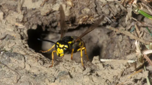 common uk wasp
