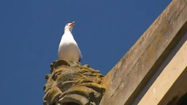 A gull on a building