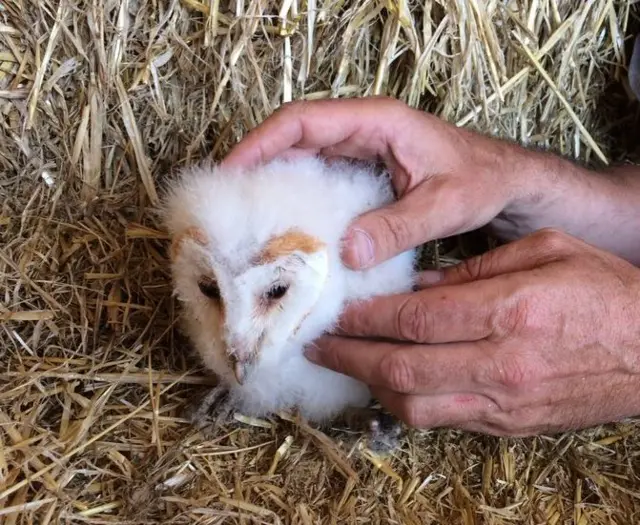 Barn owl chick