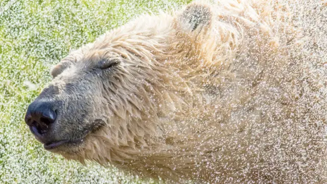 A polar bear shaking off