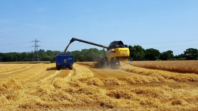 harvest