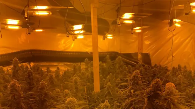 Cannabis factory