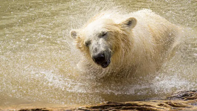 A polar bear shaking off