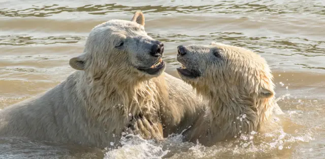 Two polar bears