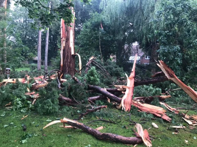 Tree after lightning strike