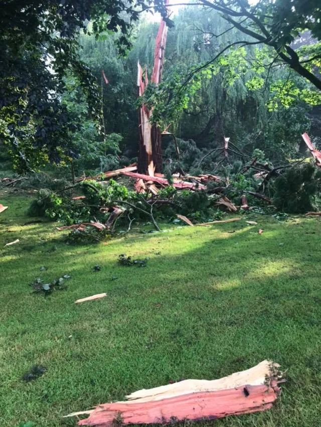 Tree after lightning strike