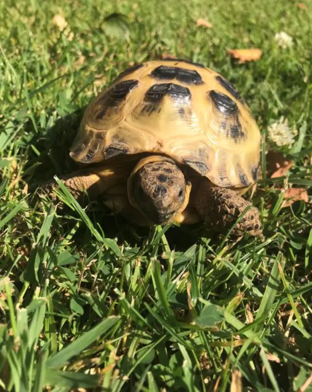 A tortoise in the sun