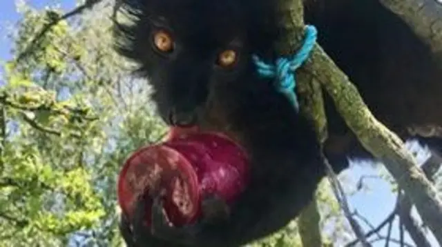 Ziggy, a black lemur, with an iced treat