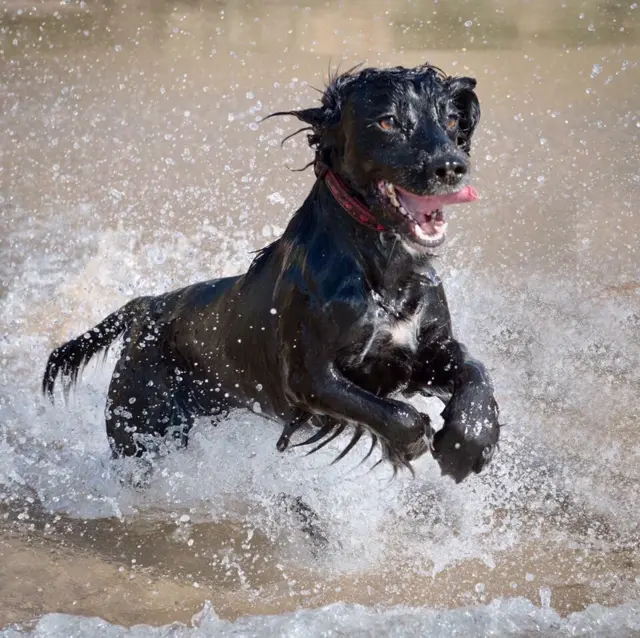 Dog in water