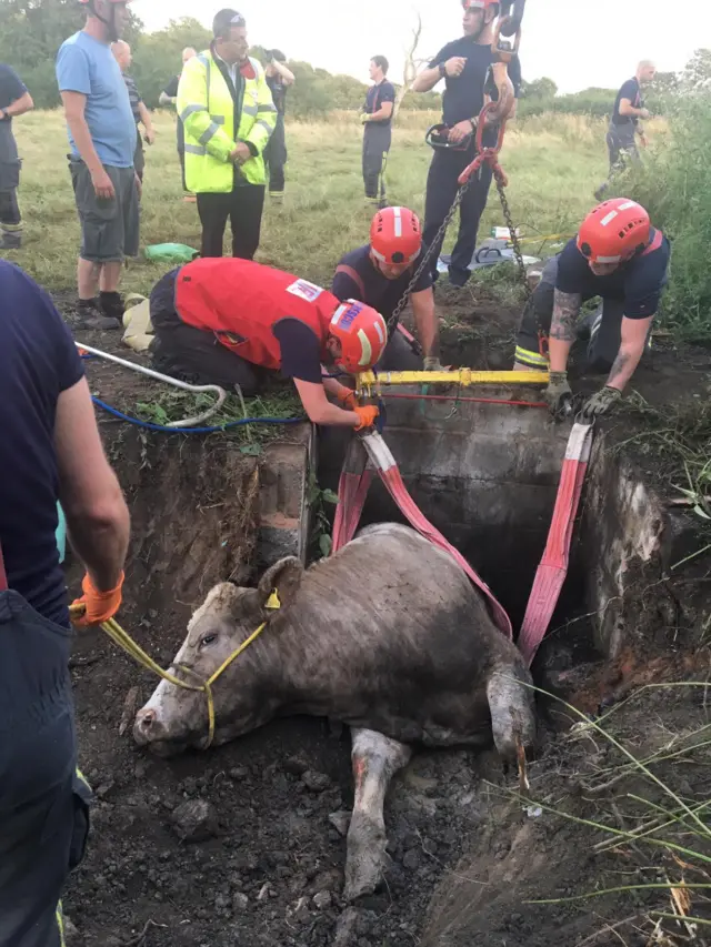 Cow in drain