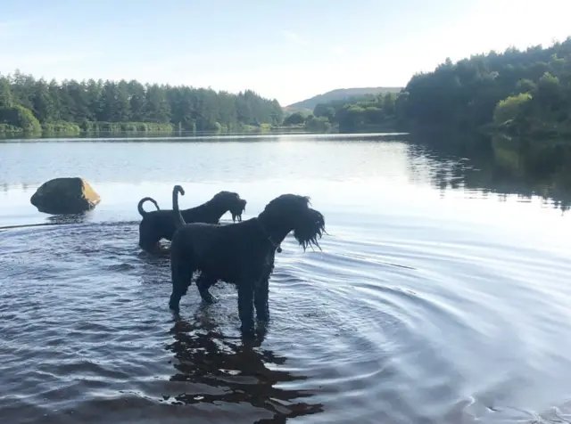 Dogs in water