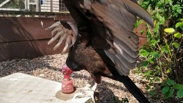 Turkey with a frozen meat lolly