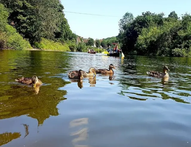 Ducks in water