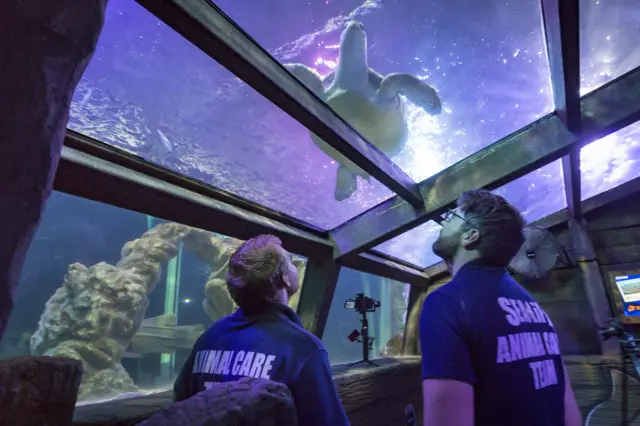 SEA LIFE staff looking at a turtle