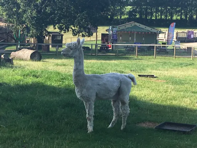 Alpaca