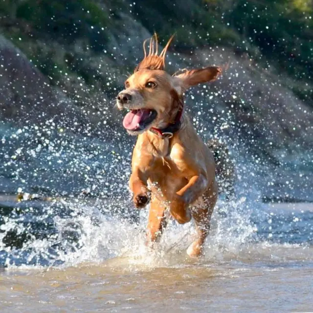 Dog in water