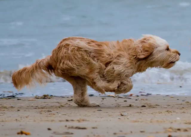 Dog on the beach