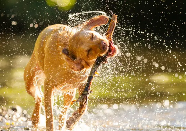 Dog plays with stick in water