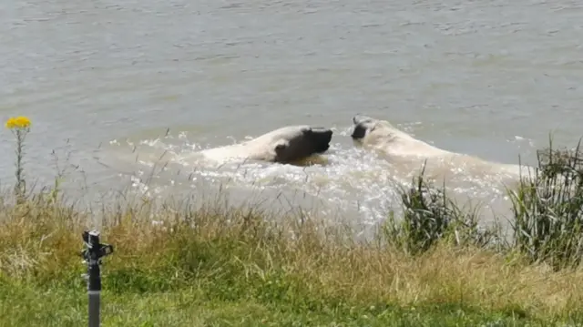 Polar bears in the water