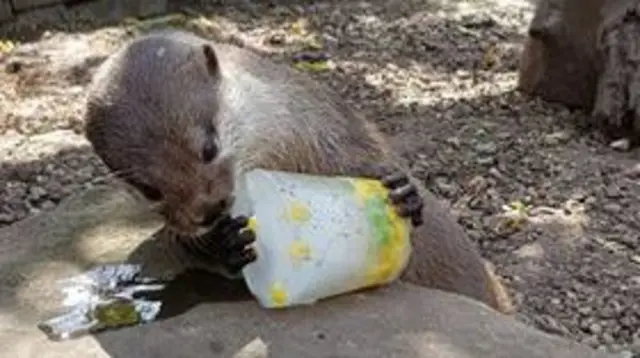 Jude, an Asian short-clawed otter, cooling down