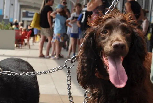 Bristol dogs bythe fountains in summer