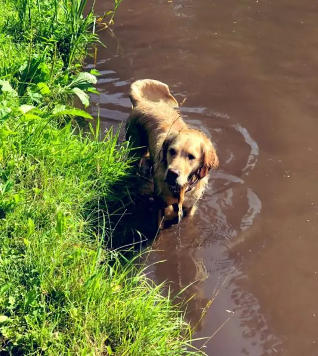 Dog in water