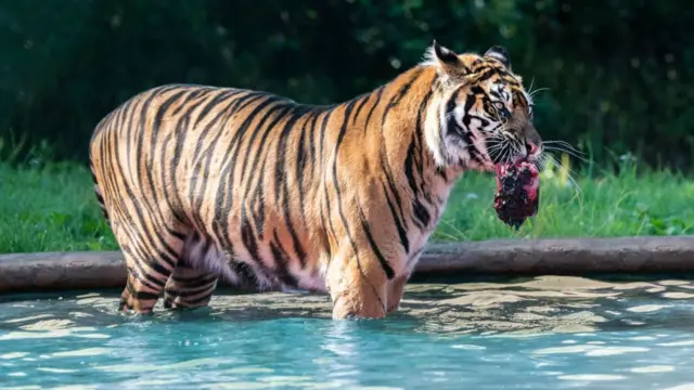 Tiger with cold meat