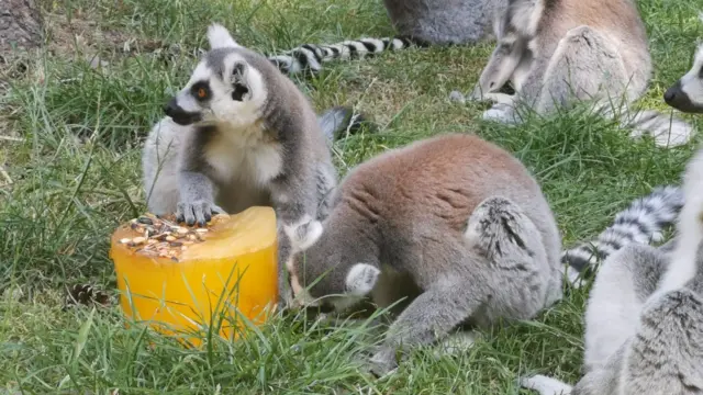 Lemurs and ice