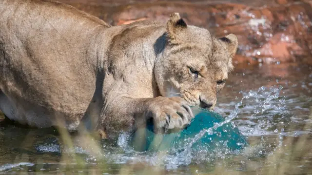 Lion playing with toy ball