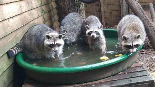 Raccoons with plastic ducks