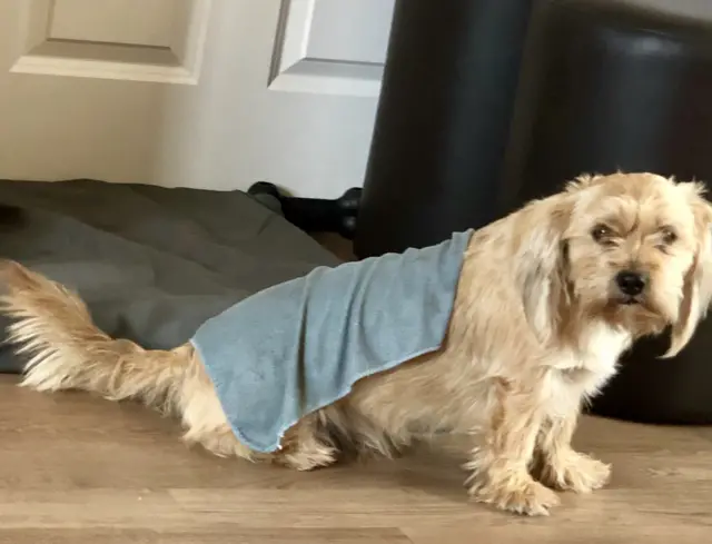 Dog in blanket