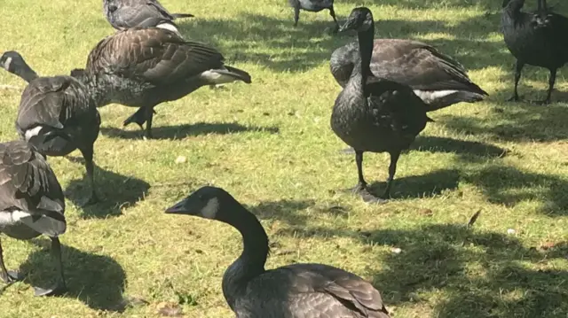 Geese covered in oil