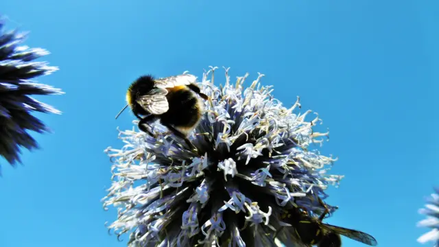 Bee