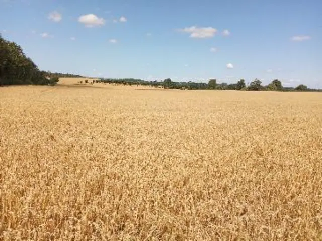 Cornfield