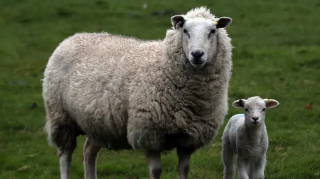 Ewe and lamb