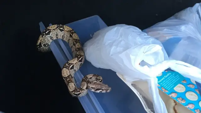 A snake in the bin