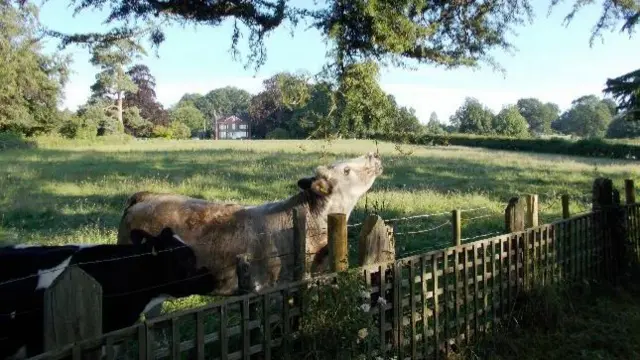 Lysonshall cow