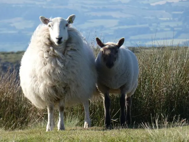 Ludlow sheep