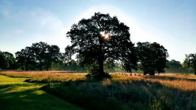 Kings Norton field