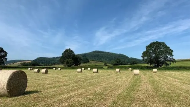 Hopton Heath field