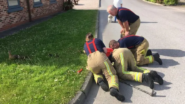 Firefighters saving ducklings