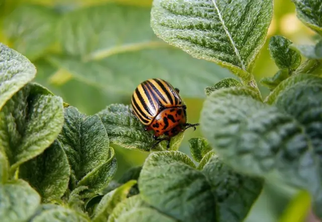 Colorado beetle