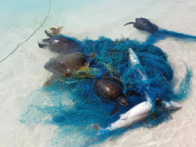 Entanglement in ghost fishing gear