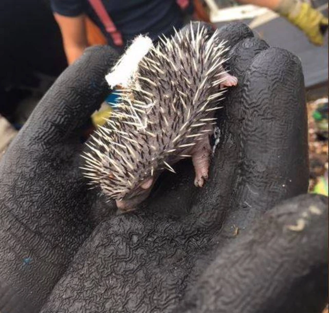 Hedgehog