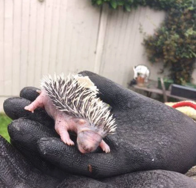 Hedgehog