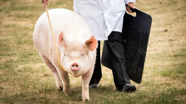 A pig at the Great Yorkshire Show