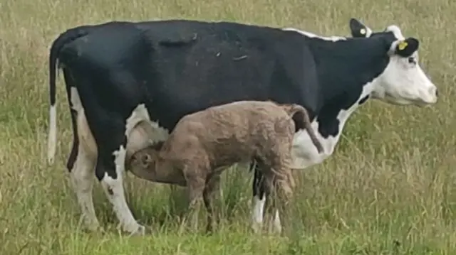 MOTHER COW AND CALF