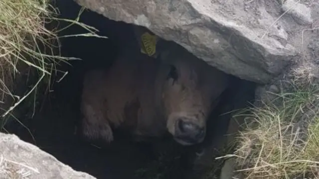 TRAPPED COW